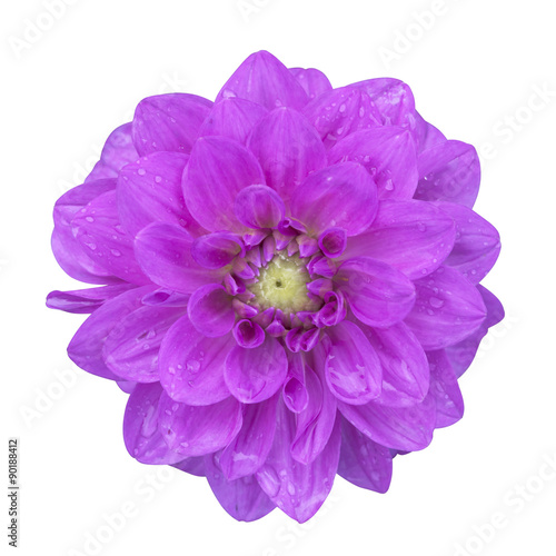 Fototapeta Naklejka Na Ścianę i Meble -  Purple dahlia isolated on white background