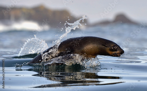 Jumping Cape fur seal (Arctocephalus pusillus pusillus) photo