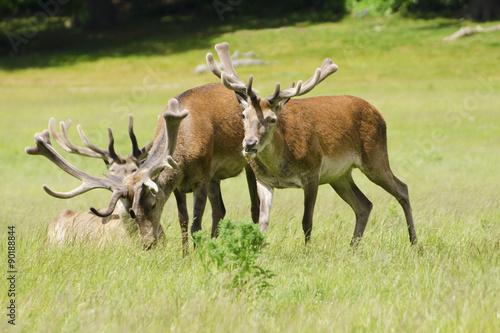 Fototapeta Naklejka Na Ścianę i Meble -  Red Deer