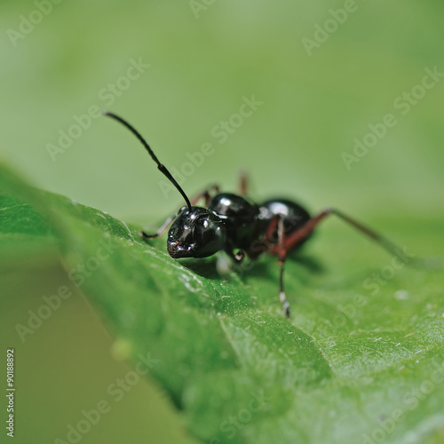 close up ant in nature © panda3800