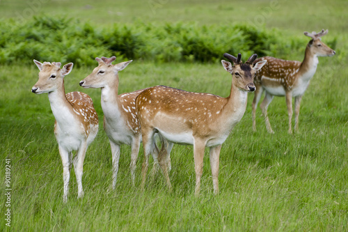 Fototapeta Naklejka Na Ścianę i Meble -  Red Deer