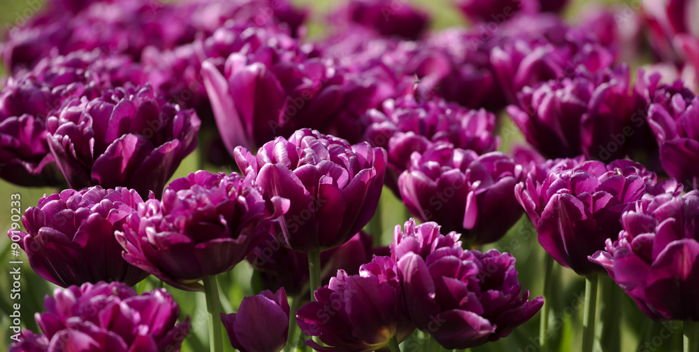violet tulip background violet tulip background