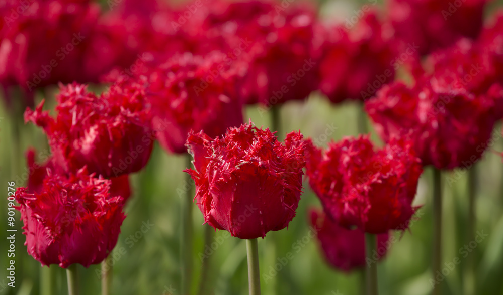 Fototapeta premium Dark red tulips blooming in abundance