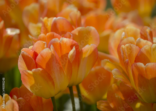 Spring tulip background