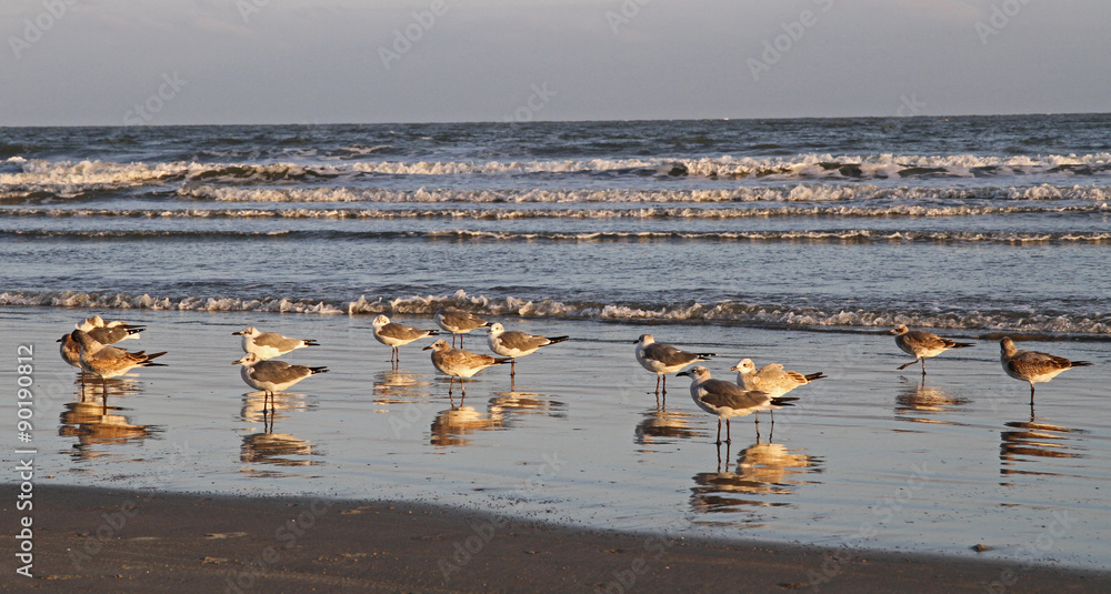 Naklejka premium Seagulls on Ocean Beach