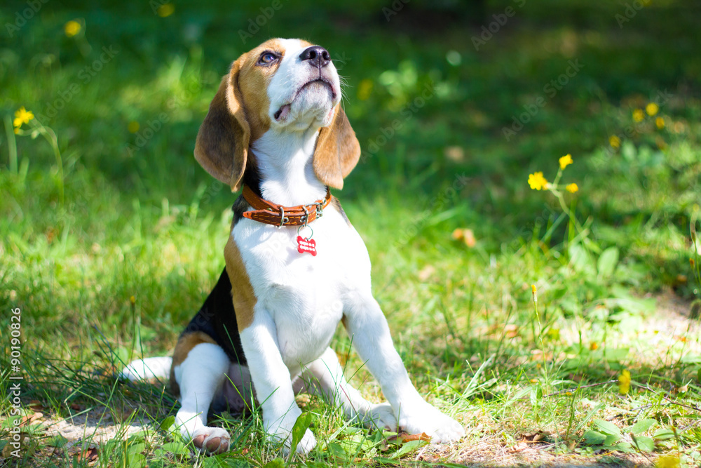Beagle. Little puppy walks in the park.