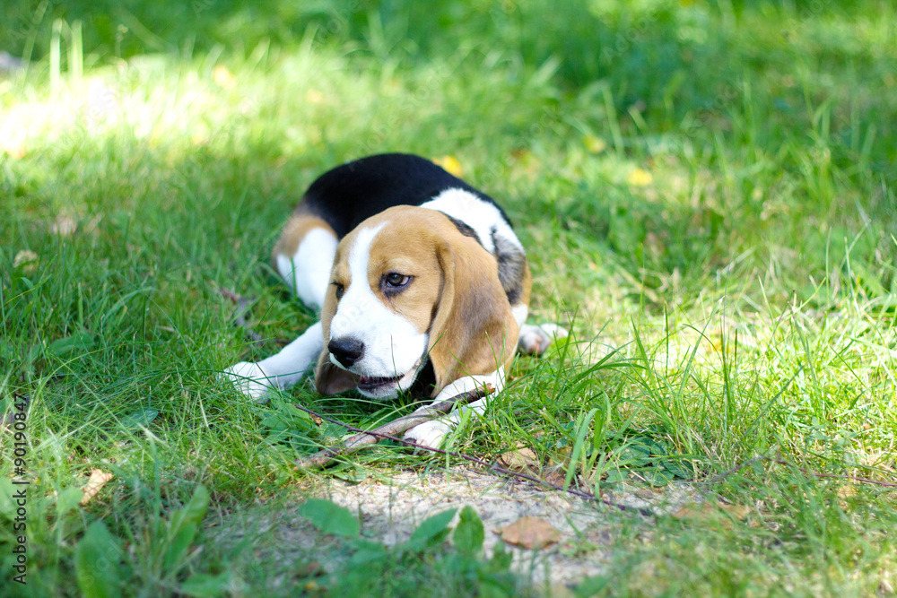 beagle puppy chewing a branch on a green grass