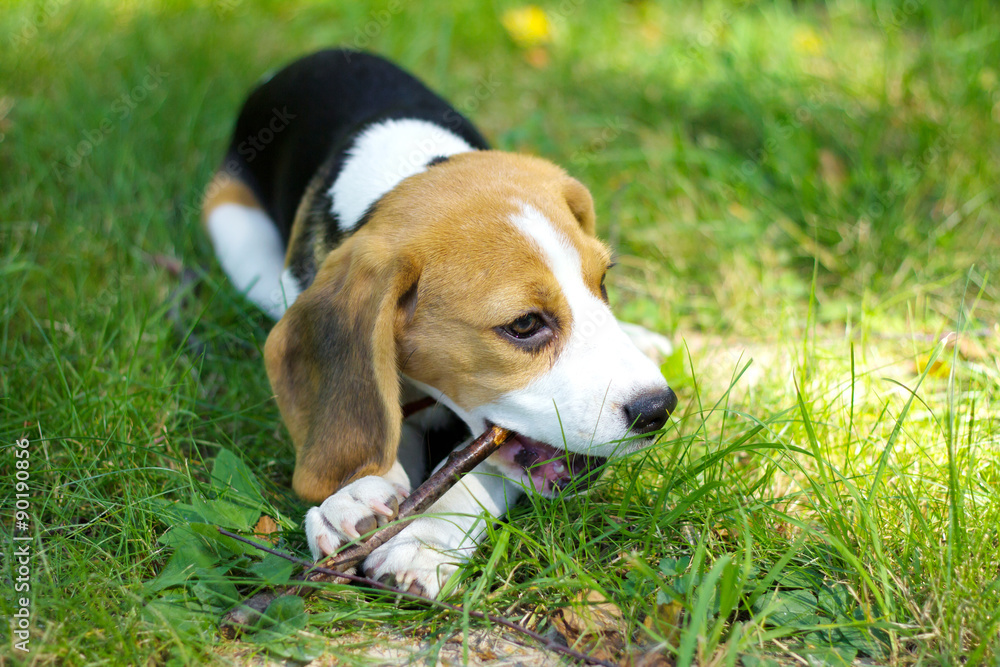 beagle puppy chewing a branch on a green grass