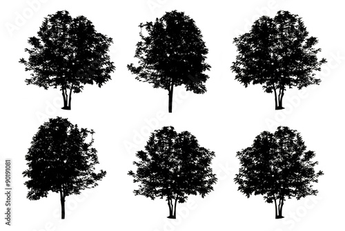 set of six trees silhouettes isolated on white background with c