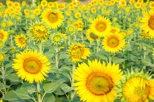 Fototapeta Naklejka Na Ścianę i Meble -  Sunflower fields are blooming in summer.