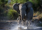 African Elephant Have angered in The river Zambezi.