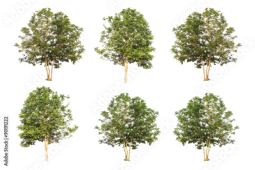 six trees collection isolated on white background with clipping