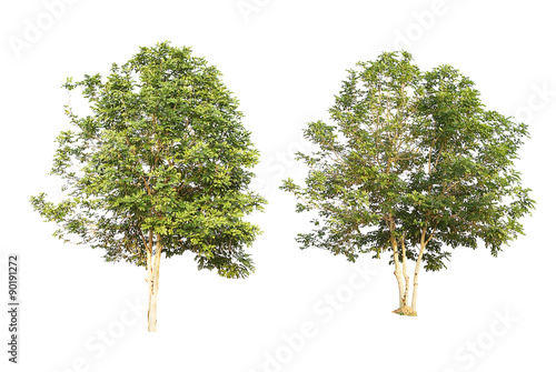 set of two green trees isolated on white background