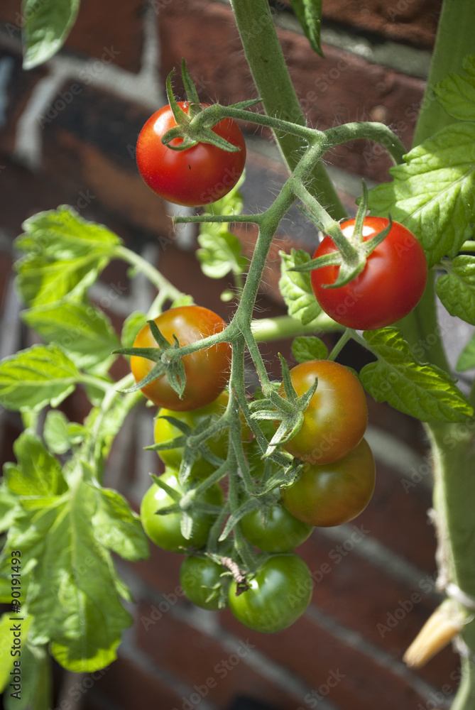 Rote, reife und unreife Tomaten am Strauch, Tomatenplanze