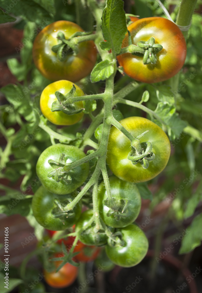 Unreife Tomaten am Strauch, Rispe, Tomatenpflanze Unreife Tomaten am Strauch, Rispe, Tomatenpflanze