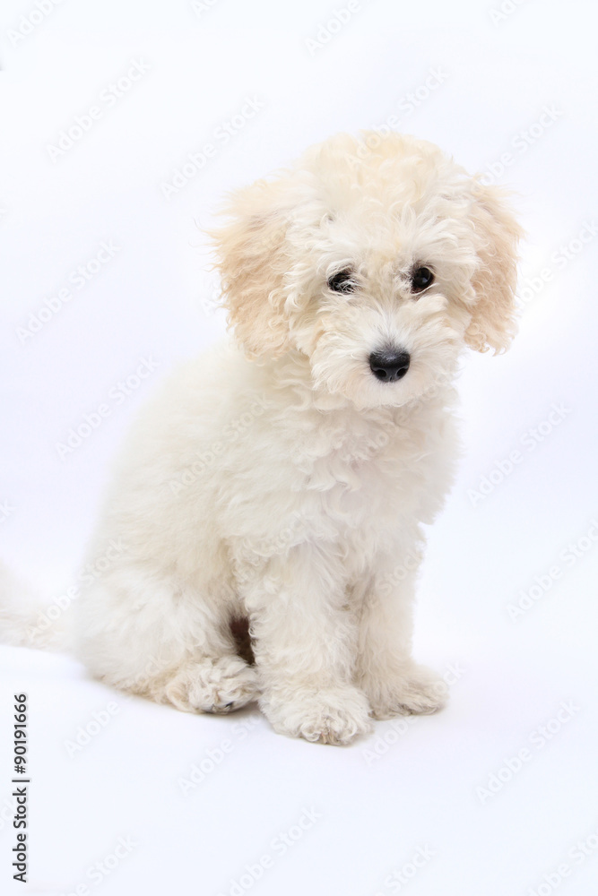Obraz premium white Poodle. Portrait on a white background