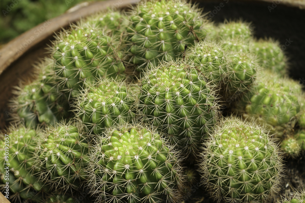 More cactus More cactus