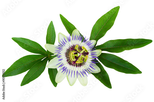 Passion Flower Passiflora isolated clipping path included photo