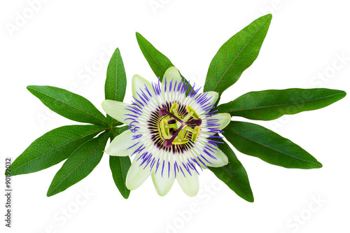 Passion Flower Passiflora isolated clipping path included