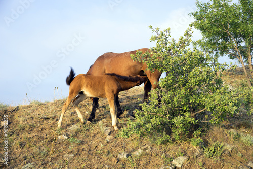 The foal is drinking milk from mother