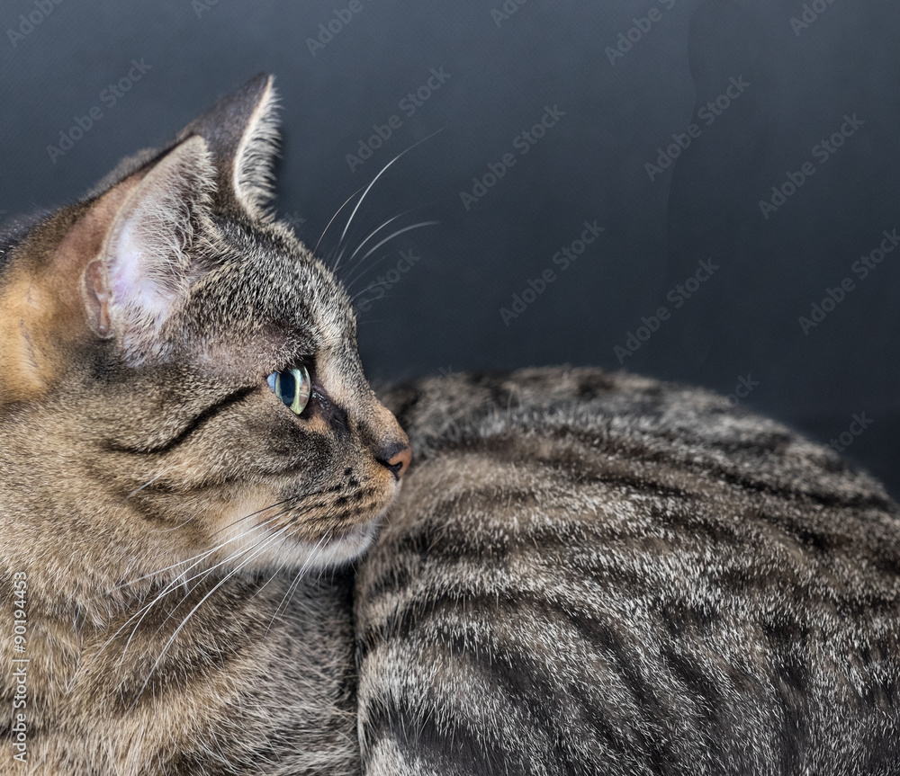 Obraz premium Tiger Katze