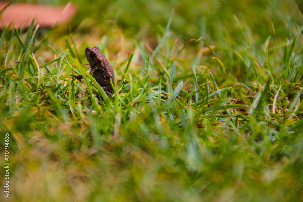 Fototapeta premium Frog and grass
