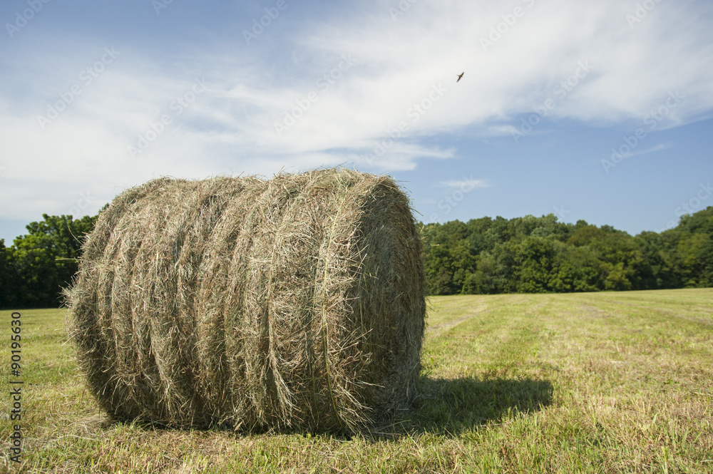 Rolls of Hay on a summer day in Kentucky