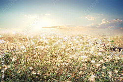 Landscape of flower with sun sky, vintage color effect