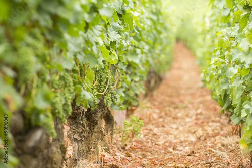Burgundy vineyard photo