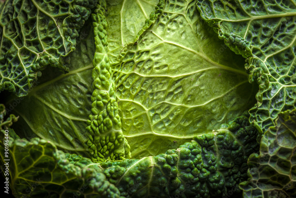 Savoy cabbage close up. Savoy cabbage close up.