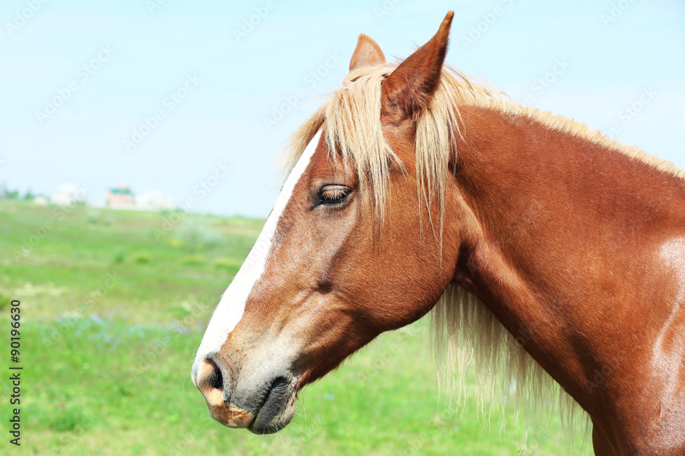 Beautiful brown horse grazing on meadow Beautiful brown horse grazing on meadow