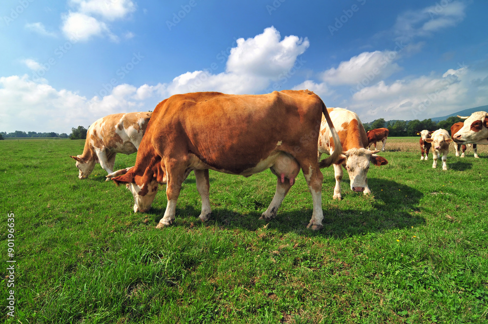 Cow herd in a field