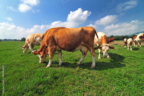 Cow herd in a field © Soru Epotok