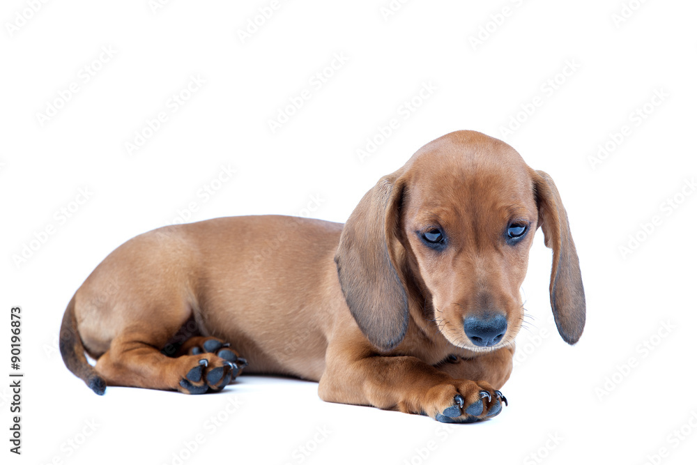 Red dachshund puppy on white background.