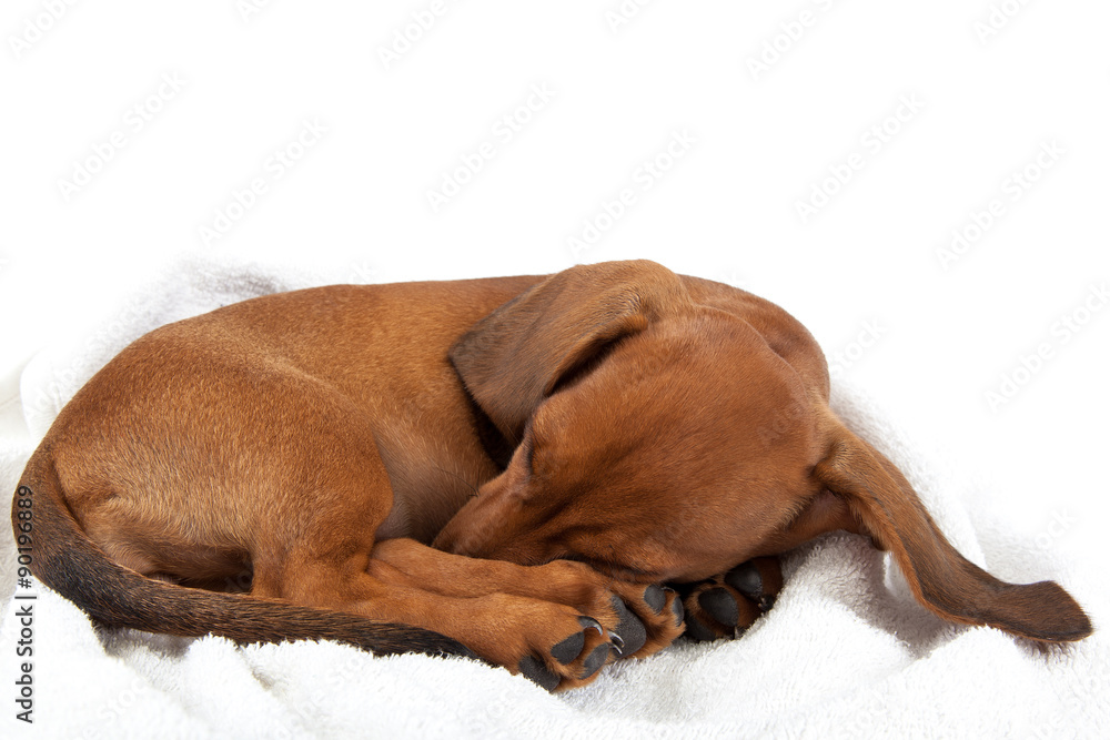 Red dachshund puppy sleeping on white background. Red dachshund puppy sleeping on white background.