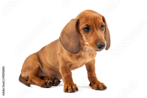 Red dachshund puppy on white background.