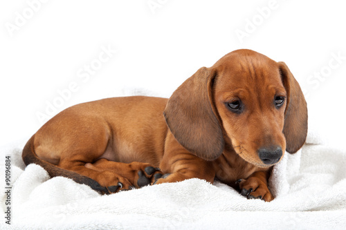 Red dachshund puppy on white background. © trotzolga