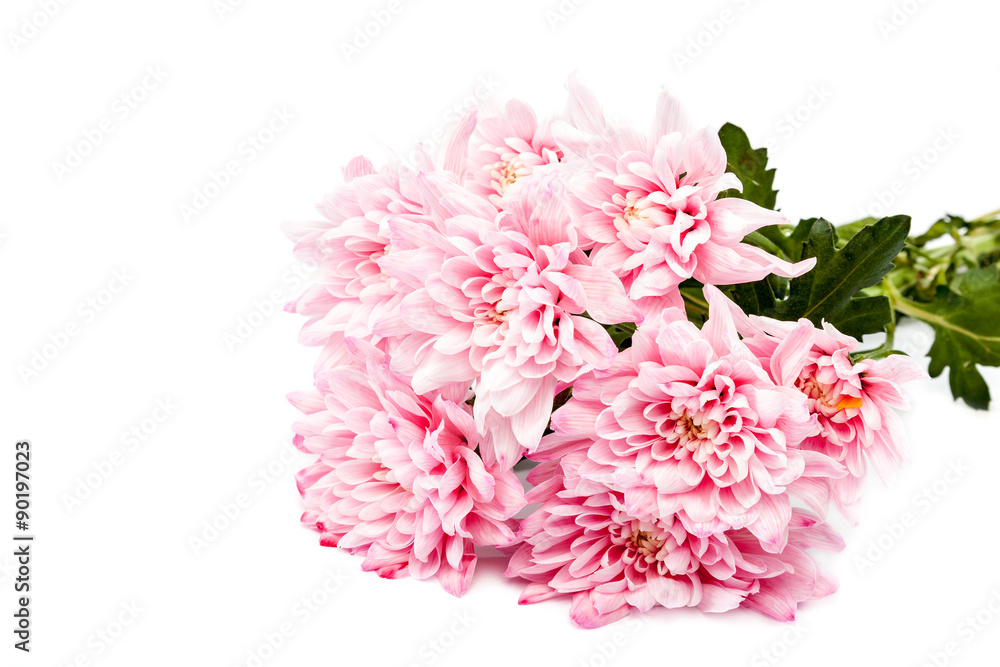 Fototapeta premium Bouquet of pink chrysanthemums on white background.
