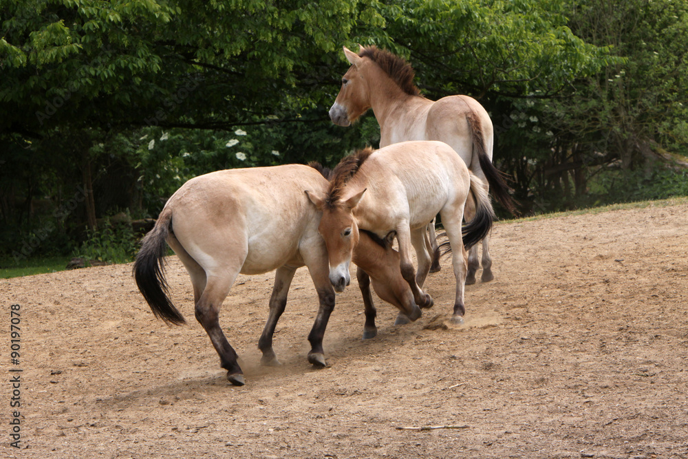 Obraz premium Przewalski-Pferde