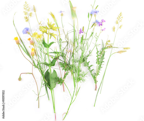 Wildflowers isolated on white