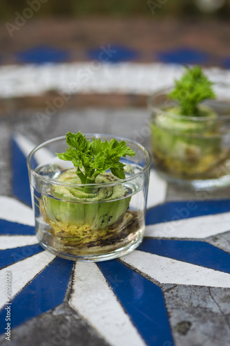 grow your own celery from scraps