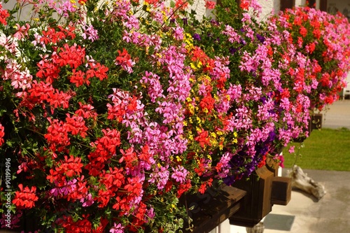 Fototapeta Naklejka Na Ścianę i Meble -  Beautiful geraniums on a balcony