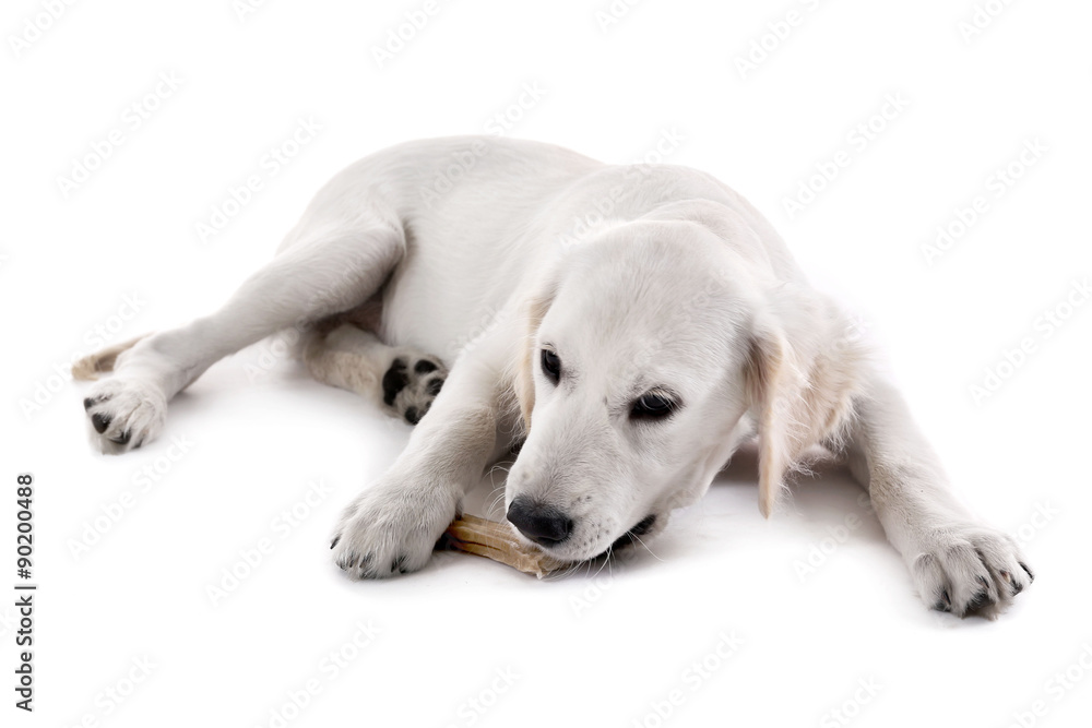 Labrador dog chewing bone isolated on white