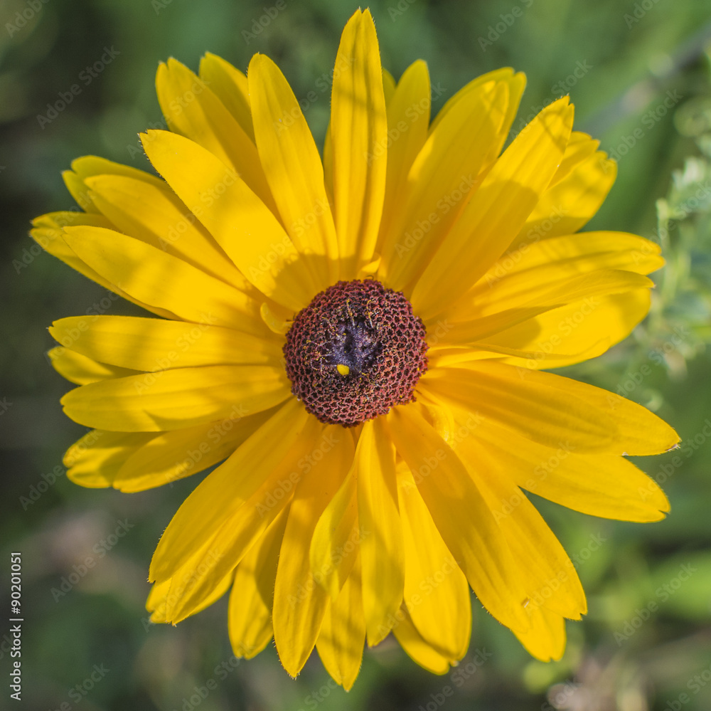 Detailed closeup of a Black Eyed Susan flower. Detailed closeup of a Black Eyed Susan flower.
