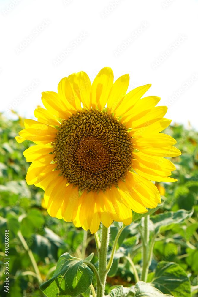 Beautiful sunflower growing in field