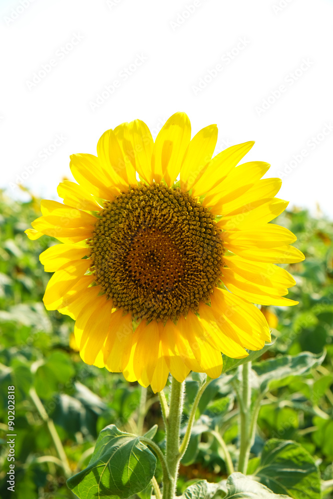 Beautiful sunflower growing in field Beautiful sunflower growing in field