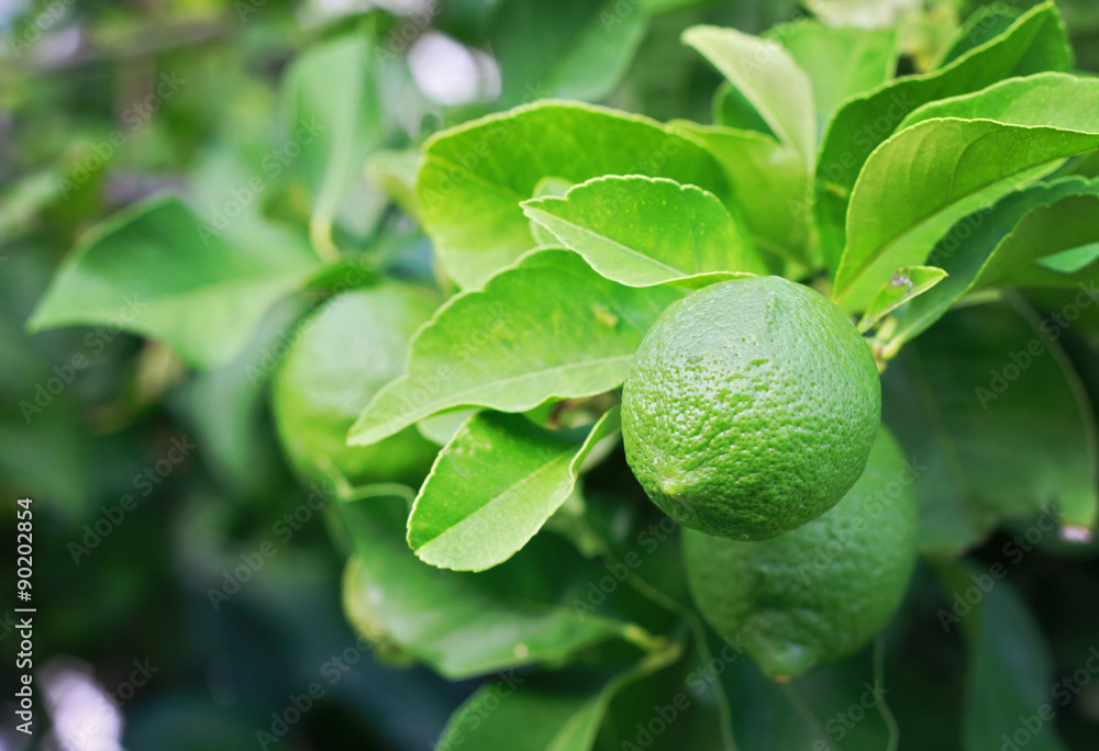 A lemon tree with green lemons. Nature background A lemon tree with green lemons. Nature background
