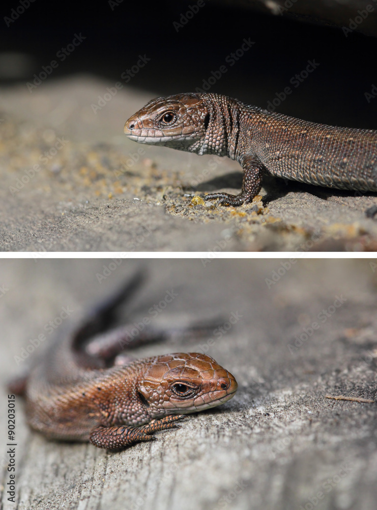 Viviparous lizard. A cub of Zootoca Vivipara Viviparous lizard. A cub of Zootoca Vivipara