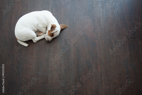 Fototapeta Naklejka Na Ścianę i Meble -  Puppy sleeping