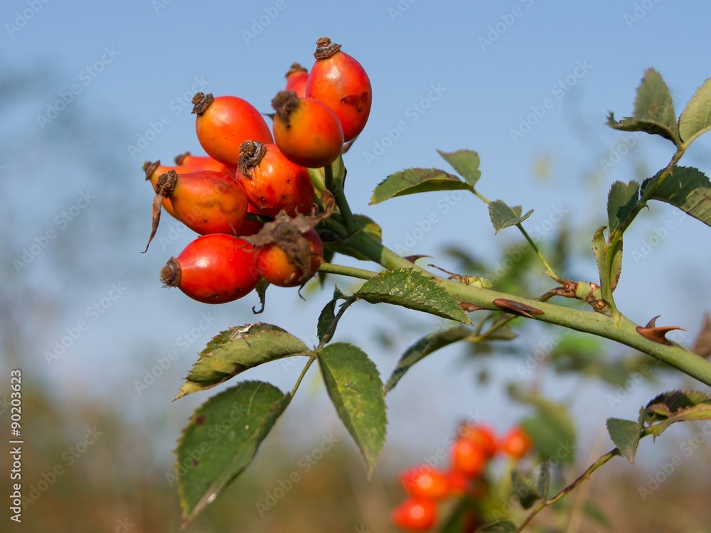 wild rose (Rosa Canina) berry